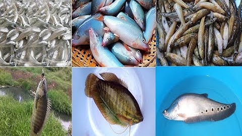 Từ vựng một số cá nước ngọt