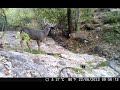 Camara trampa venados, Sonora, Mexico