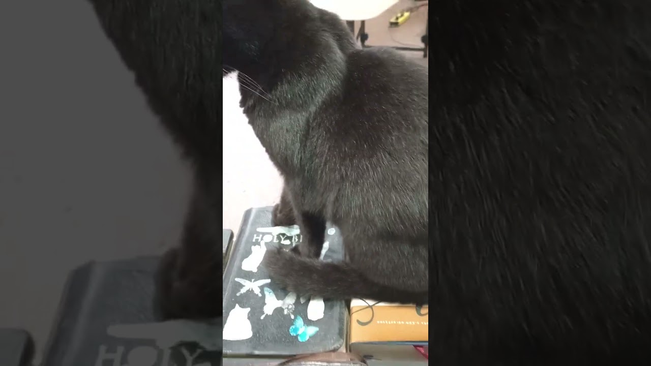 Joseph Brothers journey to Egypt to buy grain during the famine.