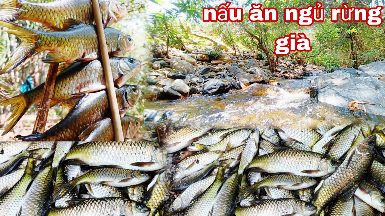 trải nghiệm rừng già, săn cá, hái rau, nhiều món khác hoang dã,ngủ rừng|phúc làng tv