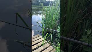 Float fishing for tench. #fishing #tench