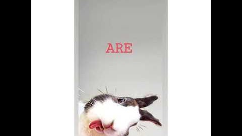 GET SMART 4 UNIT 8 TINY AND LEO