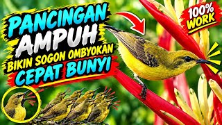 Ampuh Sogon Ombyokan Pasti Nyaut Dengar ini _ Pancingan Sogon Agar Cepat Bunyi