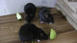 Rats eat apple