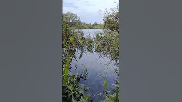 Nhấp Cá Bống Dừa Lúc Thủy Triều Lên Cao  l Fishing Coconut Goby l #shorts