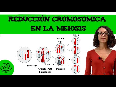 Video: ¿Qué reduce a la mitad el número de cromosomas?