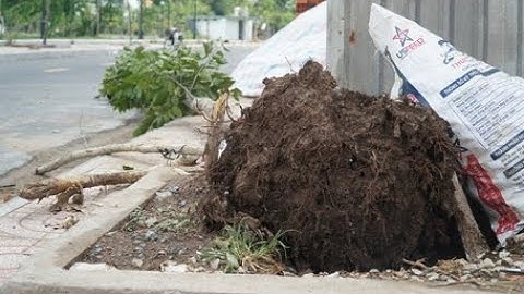 TP Vĩnh Long: Mưa lớn kèm giông lốc thiệt hại cây xanh, nhà ở