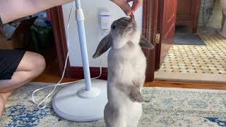 sound on! holland lop rabbit buzzing and clucking! #shorts