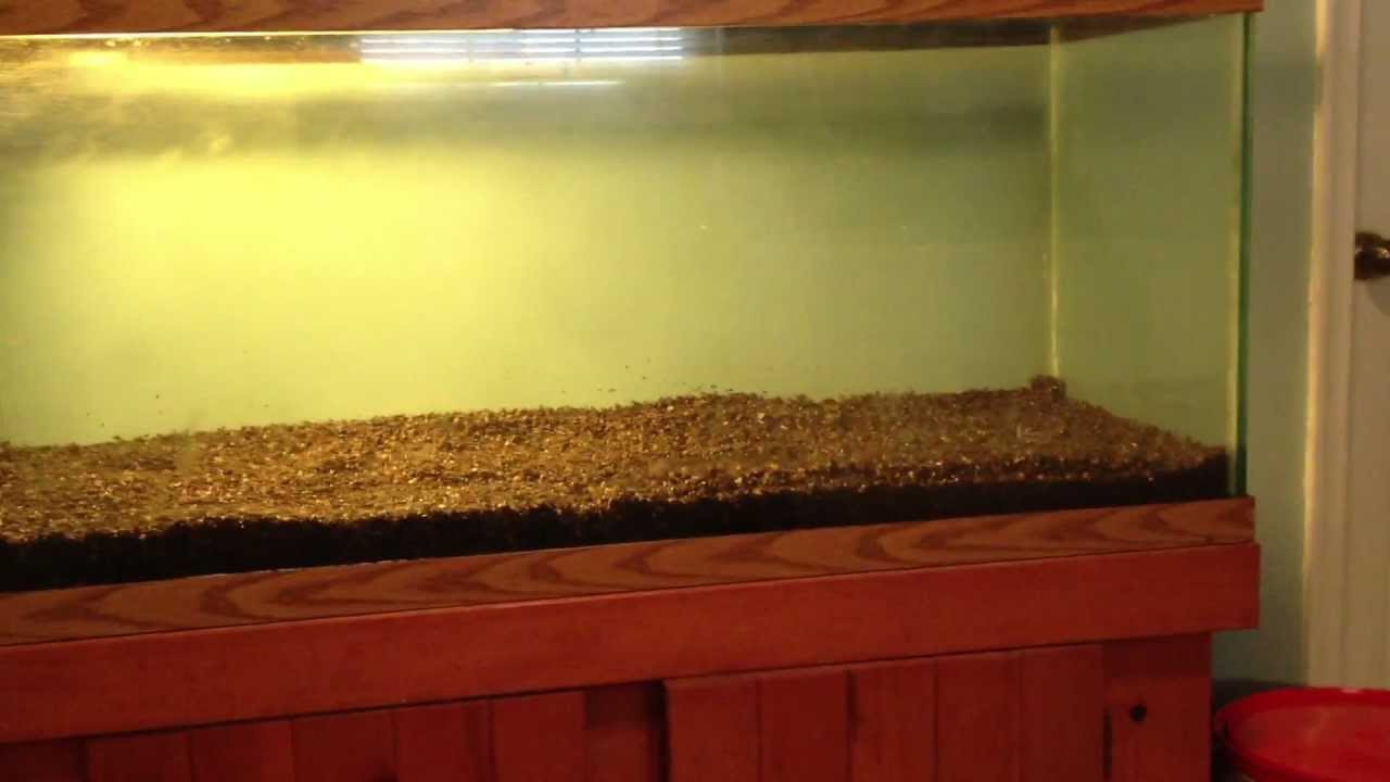 Planted Tank Set up Substrate / Gravel depth YouTube