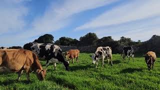 Paso a paso Menorca(T2): Torretrencada y Torrellafuda: La vida secreta de las vacas (Capítulo.74)🐮