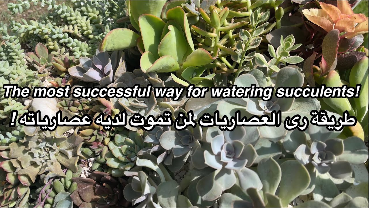 رى العصاريات للمبتدئين( أنت تقتل عصارياتك - الطريقة الصحيحة للرى )watering succulents for beginners