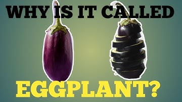 WHY IS IT CALLED EGGPLANT? | exploring KINGDOM PLANTAE (SOLANUM MELONGENA)