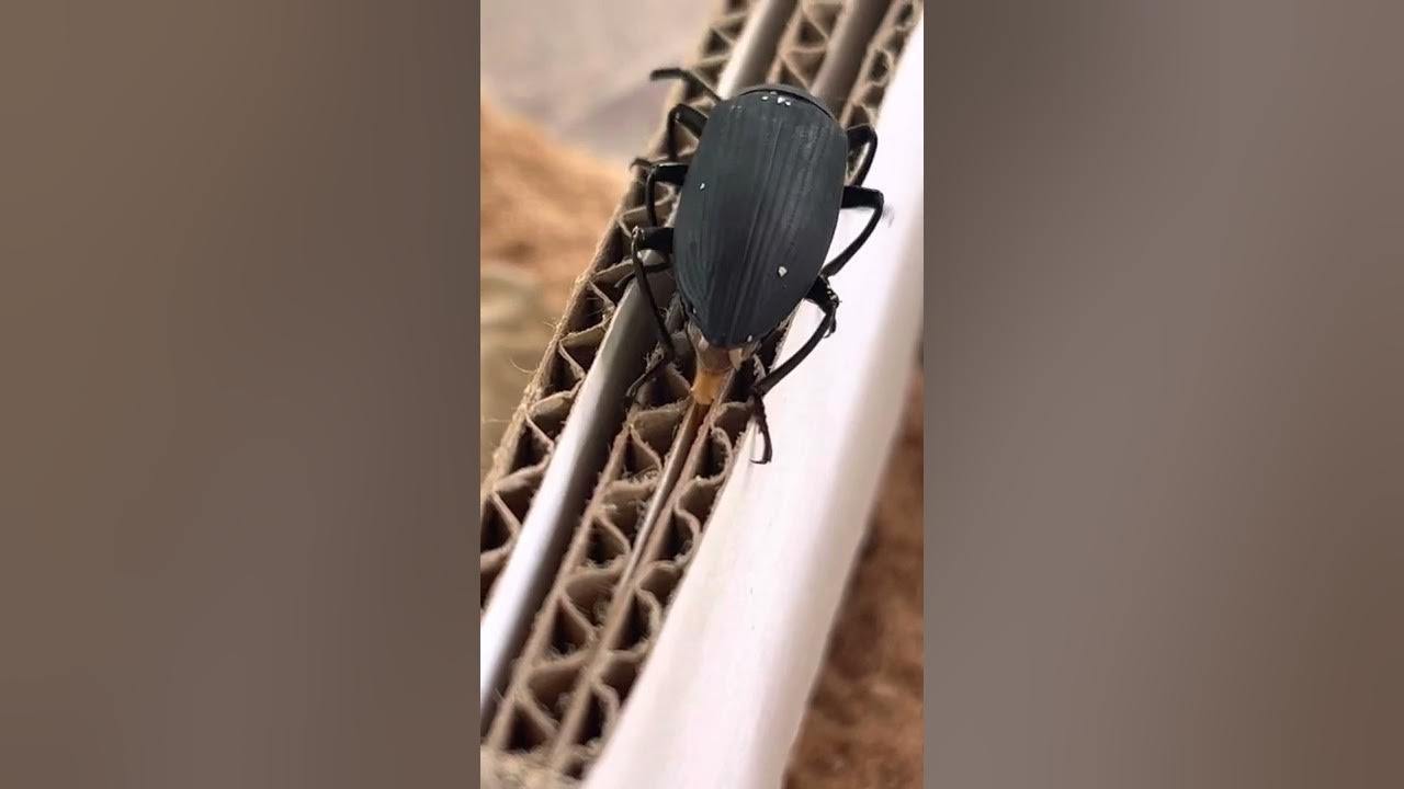 Darkling beetle laying eggs Superworms YouTube