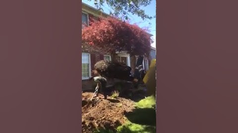 Transplanting a maple tree 2 of 3