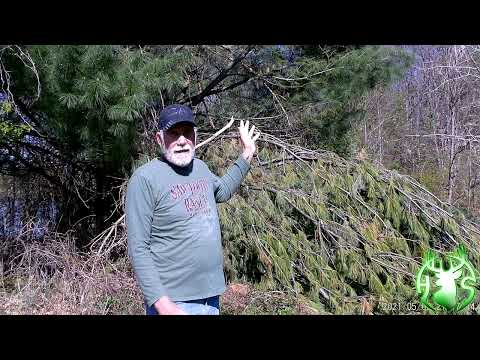 Video: Co roste rychleji bílá borovice nebo smrk ztepilý?