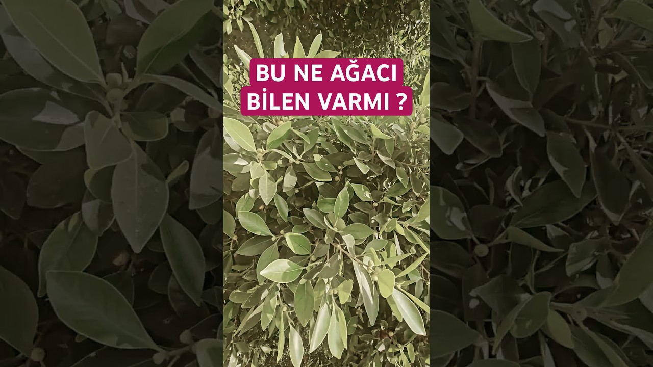 Bu Ağacın Altında Kendinizi Küçücük Hissedeceksiniz! 🤯 #shorts #tbt