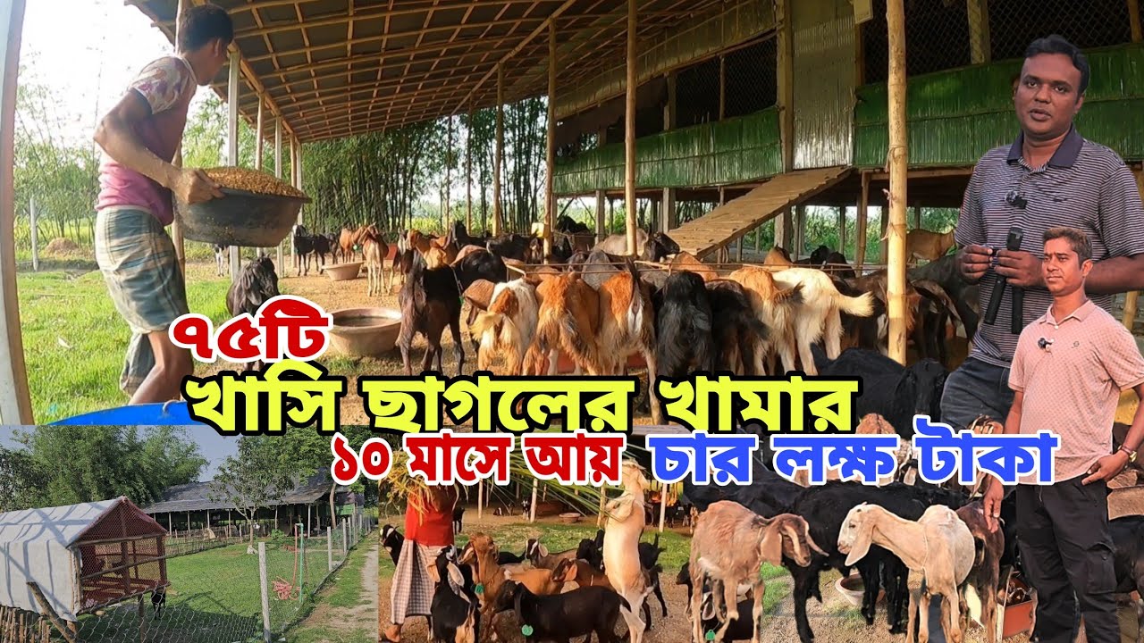 ৭৫ টি দেশি খাসি ছাগলের খামার |খাসি ছাগল পালন করে যেভাবে সফলতা পেয়েছেন রংপুরের বাবু ভাই