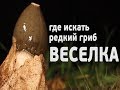 редкий гриб ВЕСЕЛКА - поиск под Москвой! www.grib.tv