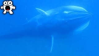 Supposedly Extinct Animals People Have Caught On Camera Supposedly Extinct Animals People Have Caught On Camera