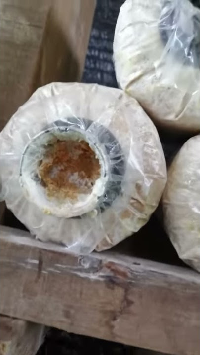 Cara Korek Bongkah Cendawan