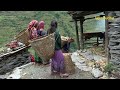 village life during crops harvesting time || Nepal🇳🇵|| lajimbudha ||