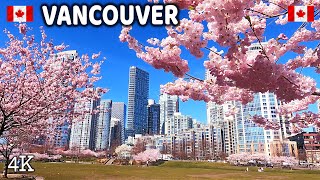 🇨🇦 【4K】🌸🌸🌸 Cherry Blossoms 2024 in Downtown  Vancouver BC, Canada| Sakura | March 19 2024|