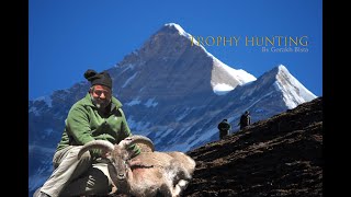 Blue Sheep Trophy Hunting In Nepal