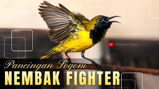 🔥 Pancingan Sogon Nembak Materi Fighter 🔥 Auto Balas Tembakan, #pancingansogon #sogongacordor 