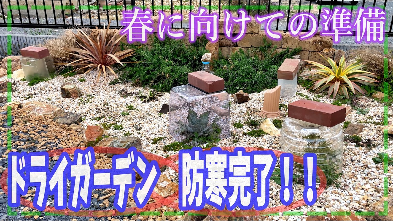 ガーデニング Dry Garden] First winter survival (Northern Kanto) complete!! What