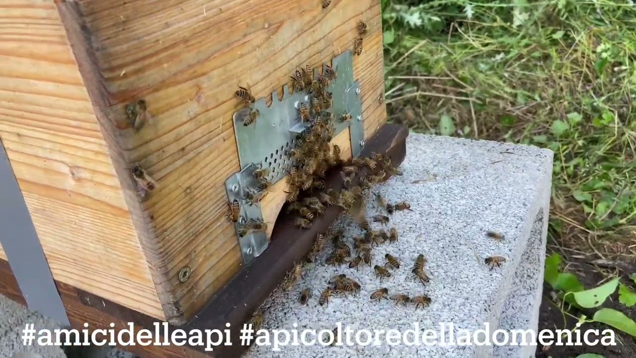 Miele di Tiglio? Proviamo