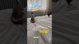 Whippets Vs Greyhounds - Both Are Cute But.