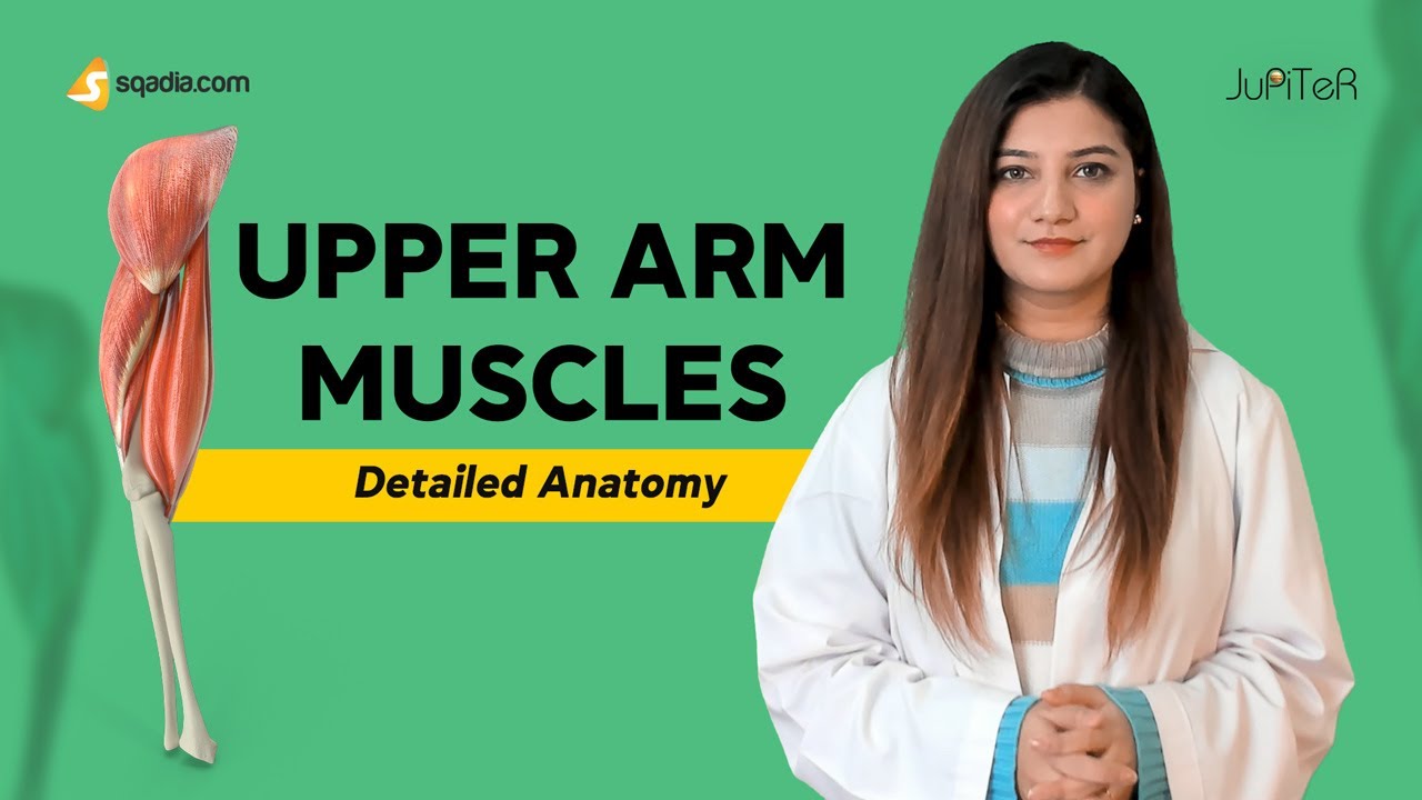Upper Arm Muscles Anatomy Lecture For Medical Students Education V