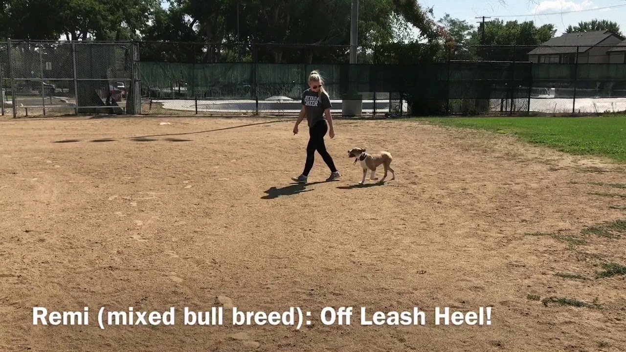 Dog Trainers Reno; Best Dog Training!