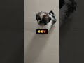 Lio#cute#bollywood#hindisong #dogreels#dogshorts#puppy#vira#shorts#like#subscribe#shere❤️🥰😍
