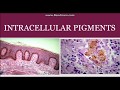 Intracellular  pigments