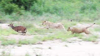 🦁 LION HUNT and new LEOPARD cub 🐆 by MalaMala Game Reserve 429,996 views 3 months ago 8 minutes, 10 seconds