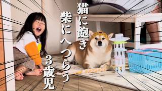 猫に飽きた３歳娘、柴犬の愛を取り戻すため媚びへつらった結果…