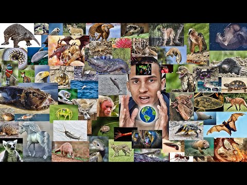 TODOS OS ANIMAIS DO MUNDO!