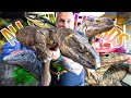 TOUR OF ALL MY GIANT LIZARDS!!! | BRIAN BARCZYK