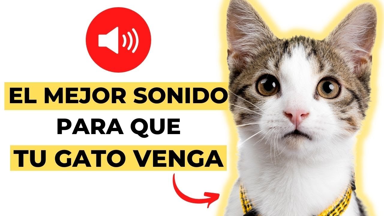 grupo debajo Extraer Mejor Sonido para Que tu Gato Venga (GARANTIZADO)✓ - YouTube