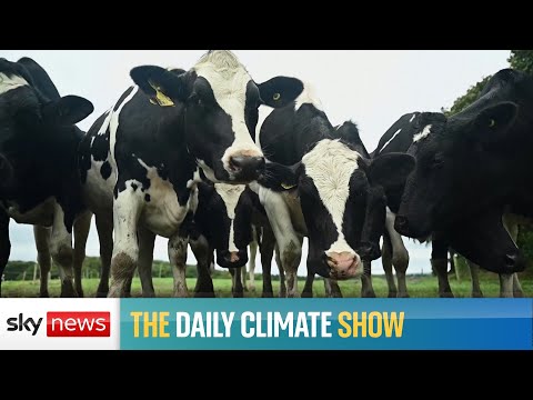 Are cows the new coal?