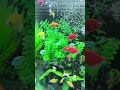 #hocac #cacanh #aquarium #fishtank #aquascape #relaxing #chill #petfish #hocacmini #aquariumlife