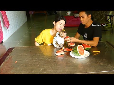 dodo-very-happy-to-eat-watermelon-with-mom-and-daddy,-so-funny-baby-monkey