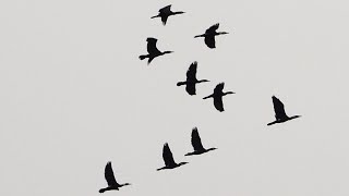 1120212 The great cormorants landing and taking off at Min-Chuan Bridge.