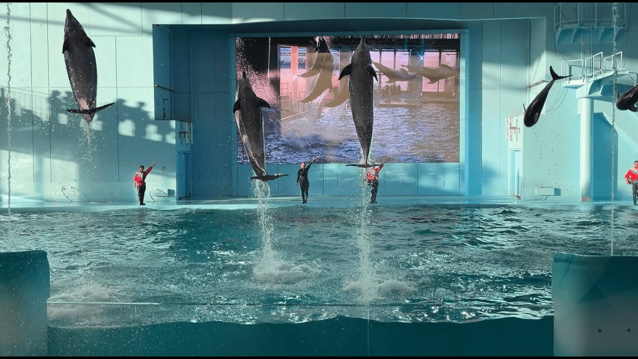 横浜・八景島シーパラダイス イルカショー Animal Life Live!  学マス「学園アイドルマスター 初星パラダイス」楽曲コラボ Ver. ※2025.11.03