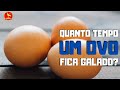 Por quanto TEMPO um OVO fica galado, depois que o GALO cruza com a GALINHA?