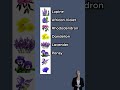 Flowers Vocabulary In English P2 English Stories