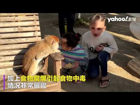 加薩難民住動物園避難「都吃不飽」 猴子虛弱靠人類灌水 獅子剩泡水麵包｜Yahoo Hong Kong