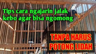 LAKUKAN HAL INI Supaya Jalak Kebo bisa cepat berbicara | jalak kebo ngomong | jalak kebo gacor