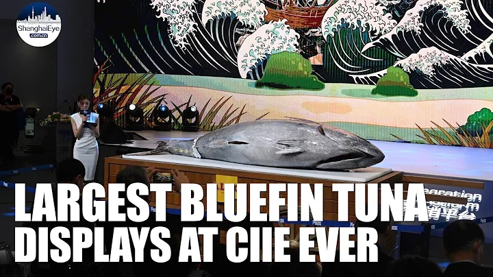 3 meters! Savor the taste of best bluefin tuna at China International Import Expo in Shanghai - DayDayNews